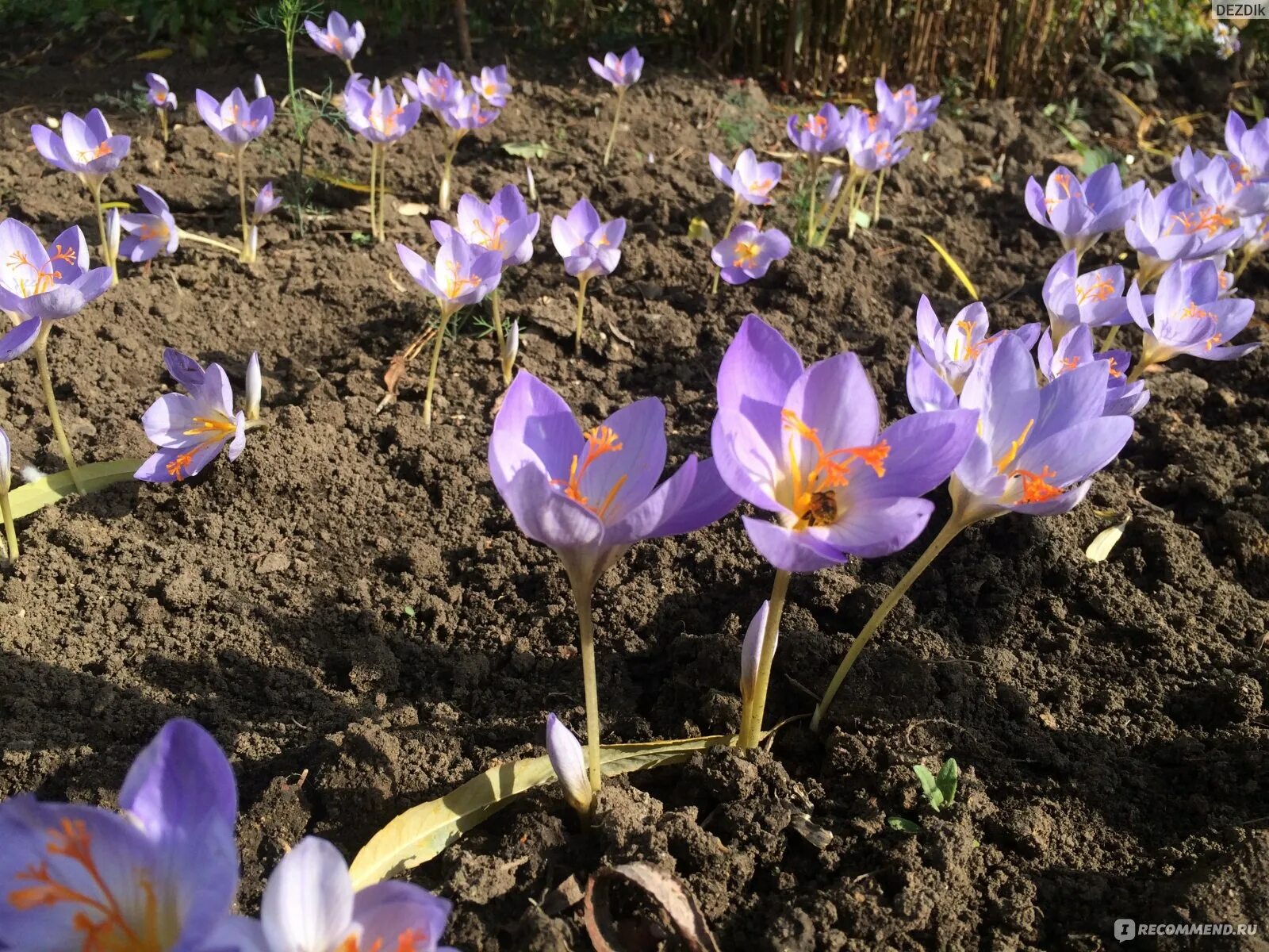 Какой сегодня крокус. Крокус Конкэрор. Крокус осенний Конкэрор. Крокус крупноцветковый осенний.