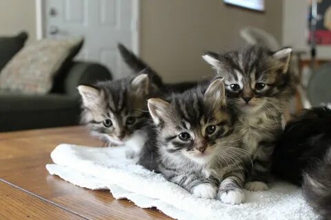 Котик выбрать