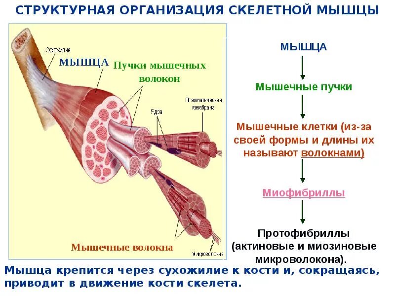 Какое строение мышцы. Структурная организация скелетной мышцы. структурно-функциональная организация миофибрилл мышечного волокна. 7. структурно-функциональная организация скелетной мышцы.. строение мышечного волокна и мышечной ткани.