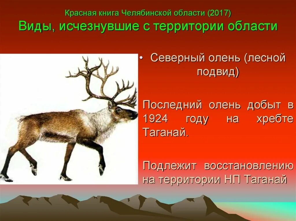 Северный олень внесен в красную книгу. Растения и животные челябинской области занесенные в красную книгу. животные челябинской области занесенные в красную книгу. животные занесённые в красную книгу челябинской. животные которые занесены в красную книгу челябинской области.