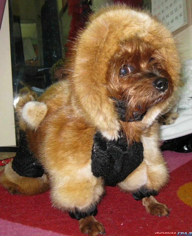 шубка для собаки. шубка для собачки. мопс в шубке. шуба для маленьких собак. собака в норковой шубе.