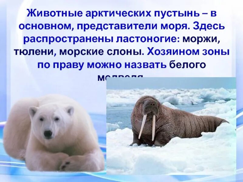 Зона арктических пустынь сообщение о животном. Сообщение об арктике. сообщение об 1 из животных арктики. окружающий мир животные арктики. информация про арктику.