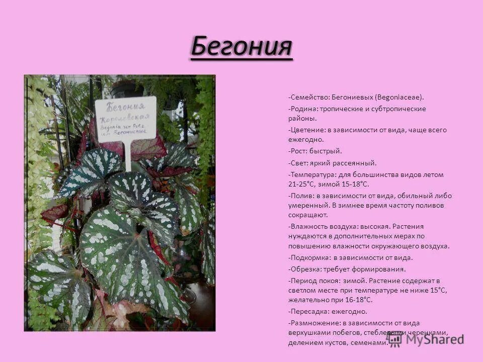 Какой объем нужен бегонии. Родина растения бегония Родина. Бегония семейство. Бегония характеристика растения. Родина бегония комнатного растения.