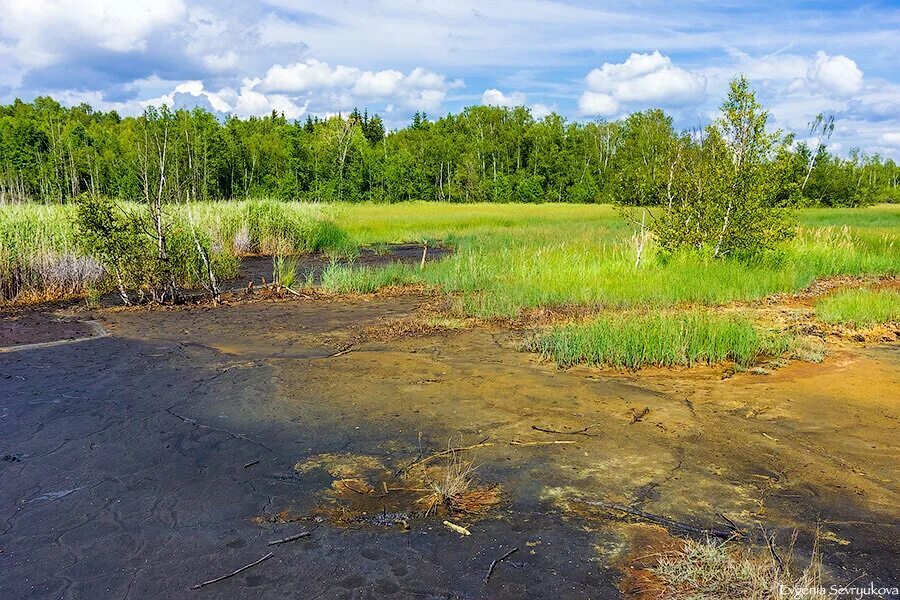 Болото опасность. Болото Моховое Белгородская область. Наскафтымское пушициевое болото. Наскафтымское пущицевое болото.