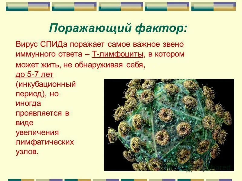 Спид биология 8 класс. Поражаемые структуры СПИДА. Вирус ВИЧ поражает. Поражаемые структуры ВИЧ. Вирус иммунодефицита человека поражает.