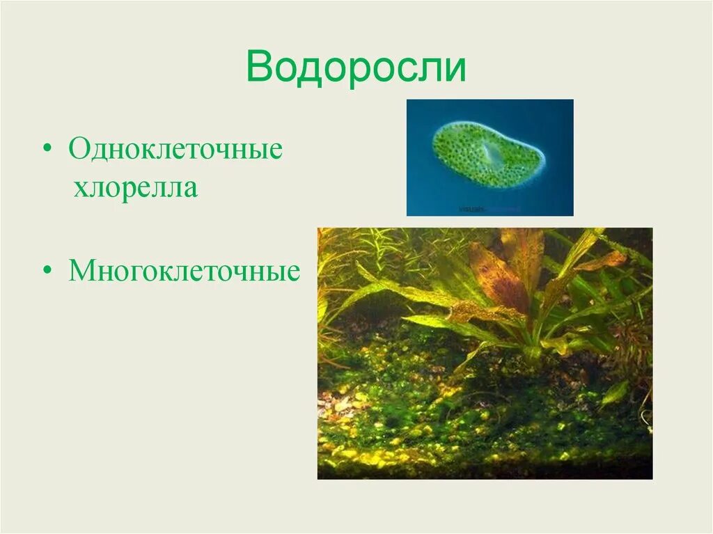 Одноклеточные зеленые водоросли характеристика. Одноклеточные растения хлорелла. Одноклеточные и многоклеточные зеленые водоросли. Водоросли 5 класс биология водоросли многоклеточные и одноклеточные. Фукус это одноклеточная водоросль ?.