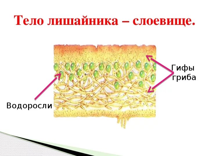 Какое тело лишайника. Строение слоевища лишайника. Строение слоевища лишайника (схема). Части внутреннего строения лишайника. Схема внутреннего строения лишайника.