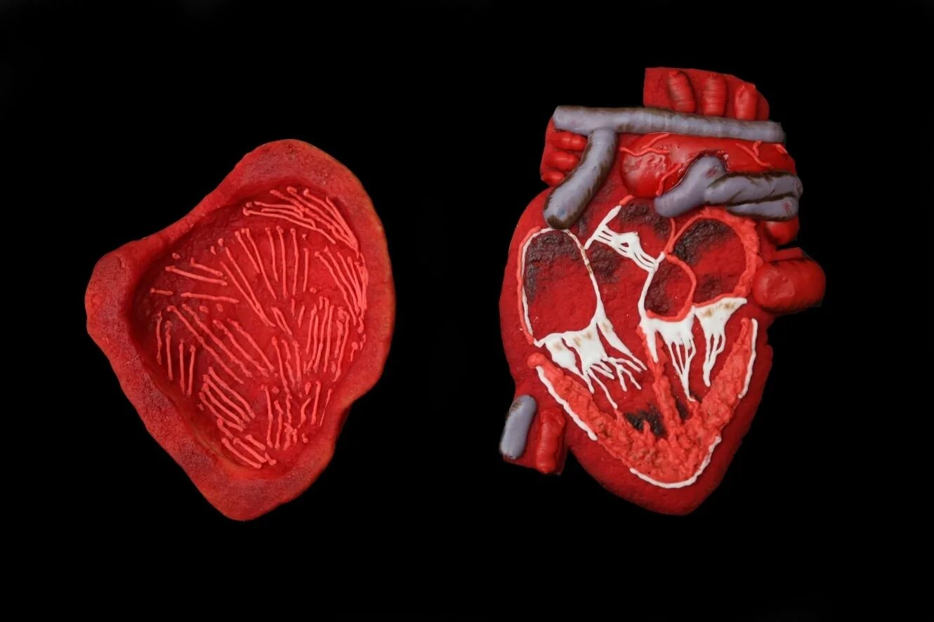Срез сердца человека. Сердце в разрезе. Человеческое сердце в разрезе. Сердце в разрезе анатомия. Срез сердца.