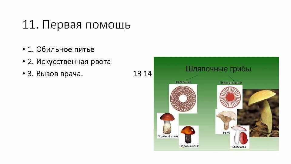 Таблица особенности строения пластинчатый гриб трубчатый гриб. Трубчатые и пластинчатые грибы таблица. 10 Трубчатых грибов таблица. Гиганты Шляпочные. Выбери изображение на котором представлен пластинчатый гриб.