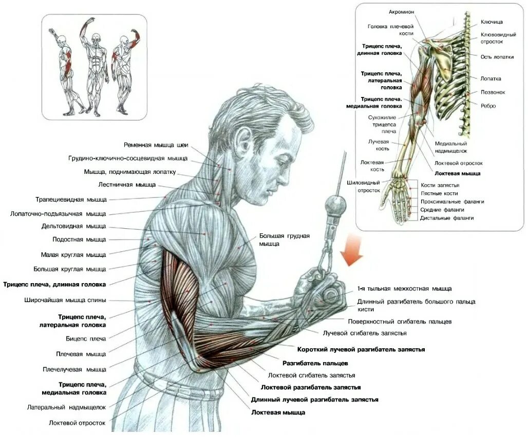 Как накачать длинную. Мышцы плеча бицепс трицепс. Упражнения на Верхнем блоке для бицепса и трицепса. Разгибание рук с верхнего блока хватом снизу. Упражнения на длинный пучок трицепса.