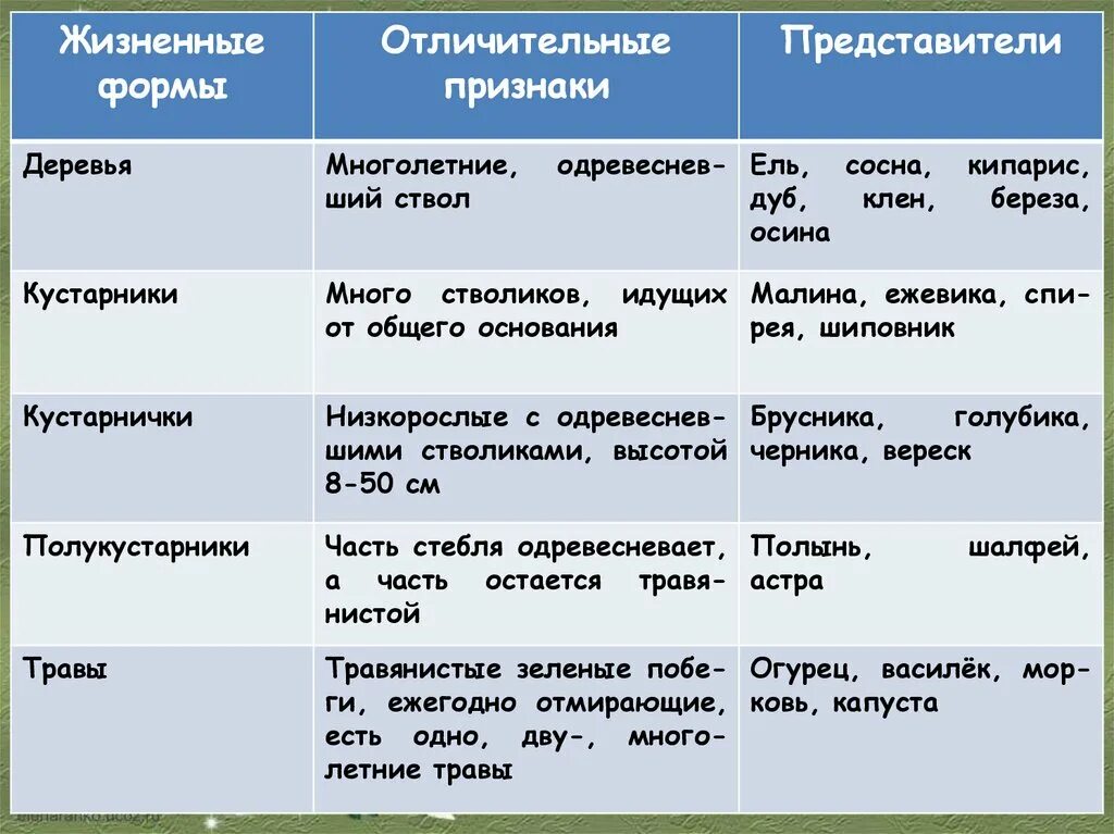 Свойства жизненных форм. Жизненные формы растений таблица. жизненные формы растений таблица 6 класс. характеристика жизненных форм. жизненные формы растений 6 класс.