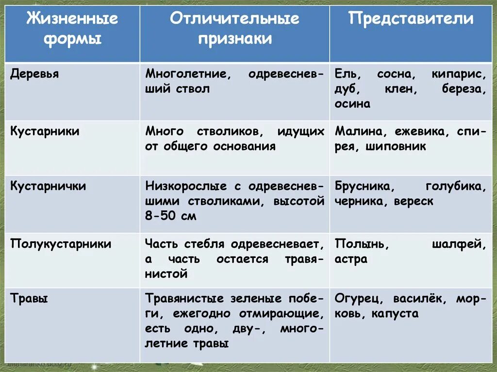 Жизненная форма 5 класс. Жизненные формы растений таблица. Жизненные формы растений презентация. Жизненная форма капусты. Многообразие жизненных форм растений 6 класс.