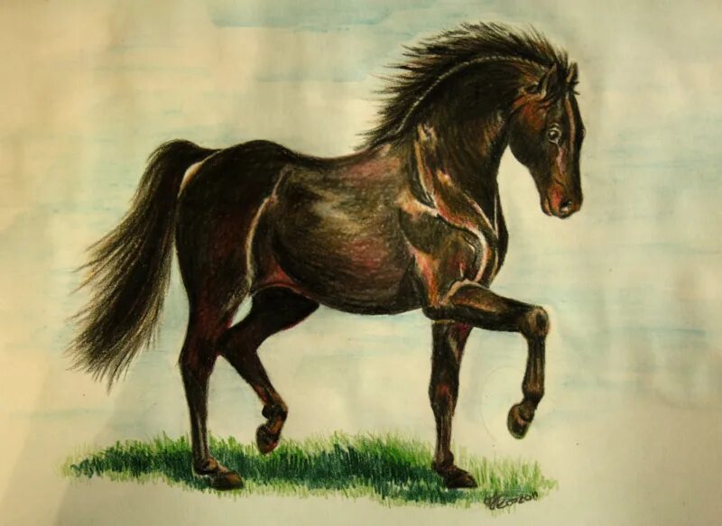 Лошадь рисунок. Альбом коня. Альбом с лошадьми. Пассаж лошади рисунок.