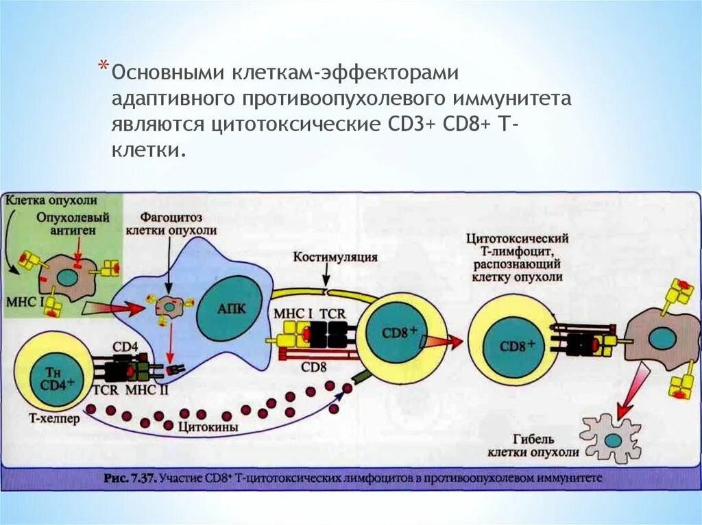 Основные иммунные клетки. Противоопухолевые клетки иммунной системы. Противоопухолевый иммунный ответ клетки-эффекторы. Эффекторы клеточного иммунного ответа. Клетки эффекторы иммунного ответа.