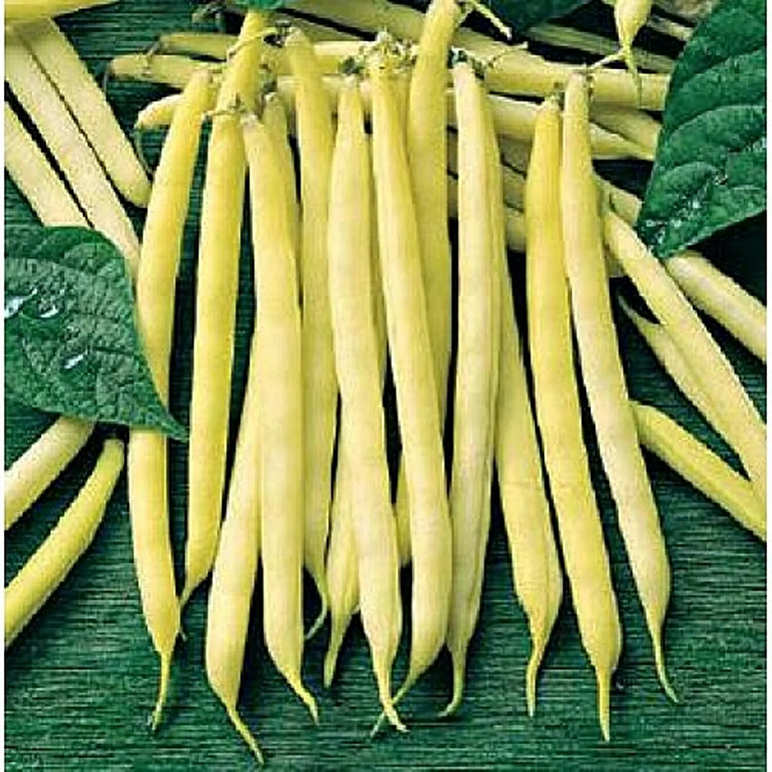 Фасоль кустовая сорта. Фасоль спаржевая масляный король. фасоль спаржевая кустовая масляный король. фасоль спаржевая ориноко. фасоль стручковая масляный король.