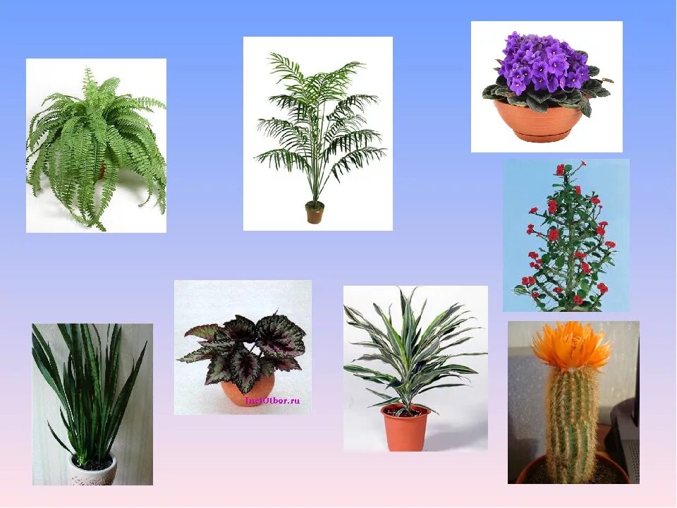 Как найти название цветка с телефона. Комнатные растения цветы. Комнатные растения названия. Комнатные растения окружающий мир. Комнатные растения 1 класс.
