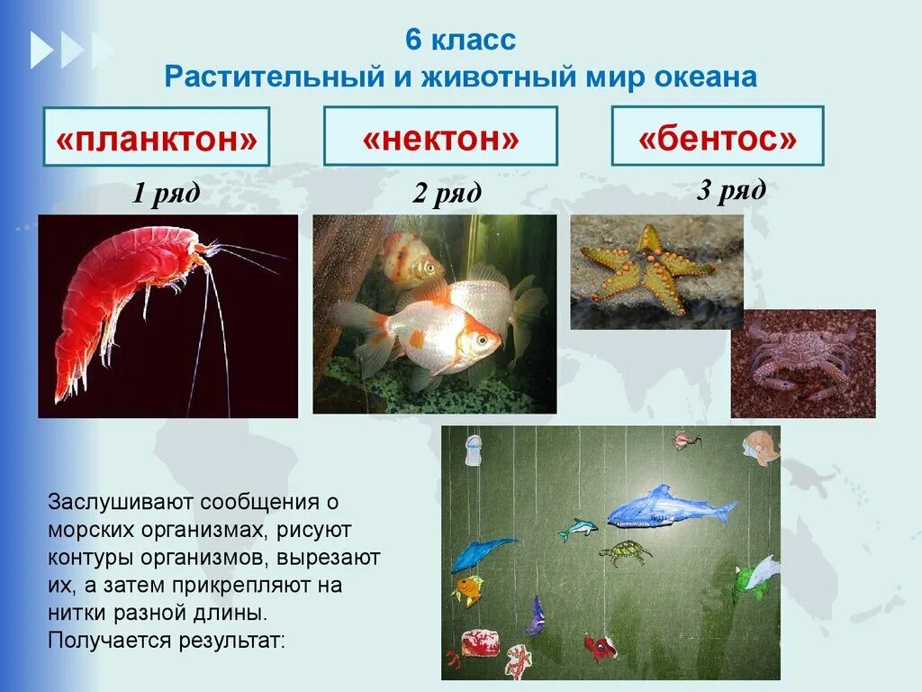 Нектон Нейстон бентос. Планктон Нектон бентос. Бентос Планкитон Пентон. Что такое планктон Нектон и бентос в океане. Живые организмы нектон планктон бентос