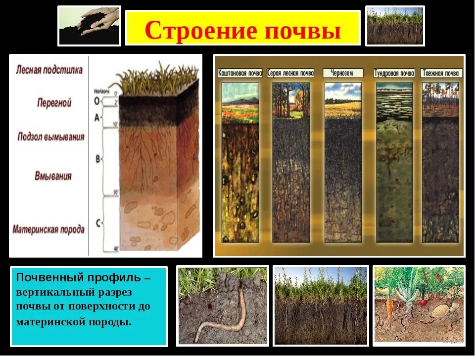 Строение почвы. Строение почвы схема. Почва в разрезе. Строение почвенного профиля. Состав почвы 6 класс география