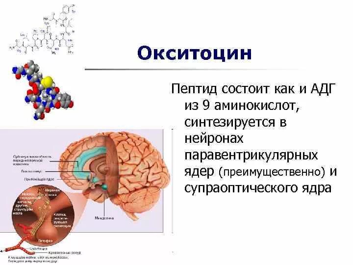 Гормоны гипофиза окситоцин. Железа вырабатывающая окситоцин. Окситоцин его функции. Окситоцин гормон. Окситоцин функции гормона.