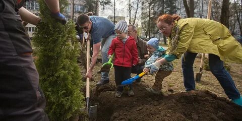 Посадка деревьев принять участие