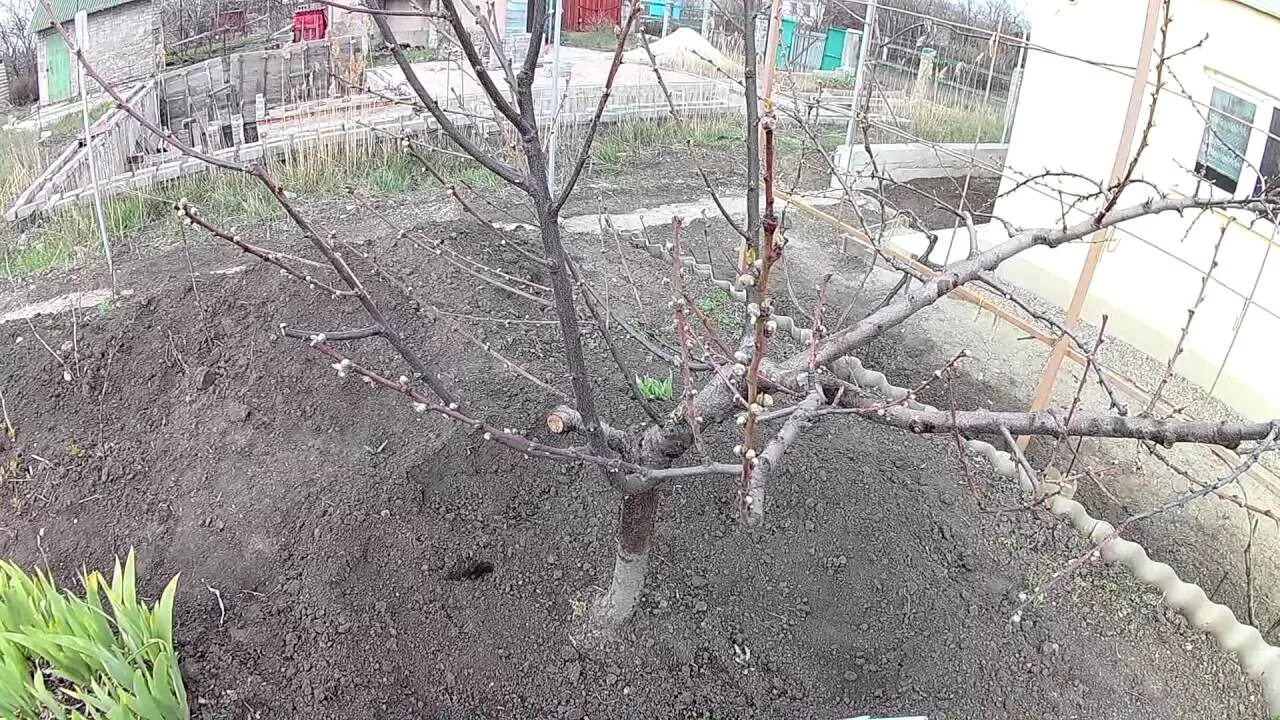Весенняя обработка персика