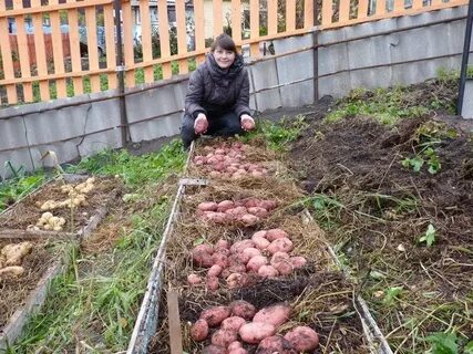 Огороды под картошку