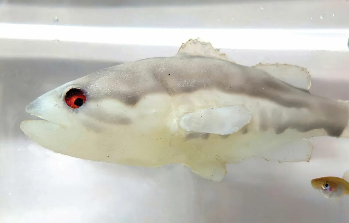 Нильская тиляпия oreochromis niloticus. Lucioperca lucioperca. Инвазивный вид рыбы. Инвазивная популяция. Инвазивные виды животных примеры.