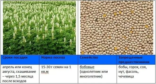 Норма высева люпина на сидерат. Люпин семена сидерат. Норма высева сидератов. Люпин белый сидерат.