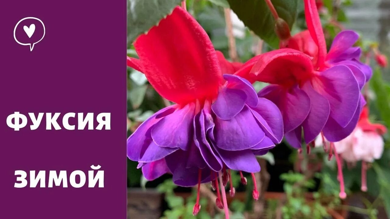 Как сохранить фуксии зимой до весны. Фуксия ривал. обрезка фуксии. фуксия цветок как размножается. фуксия сохранить на зиму.