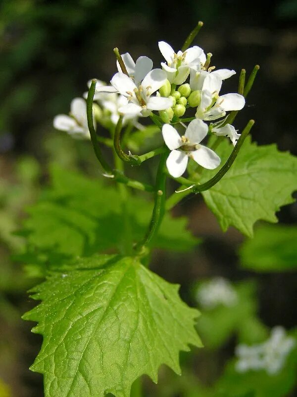 Чесночница черешковая растение. Чесночница черешчатая Alliaria petiolata. Alliaria petiolata цветок. Alliaria officinalis.