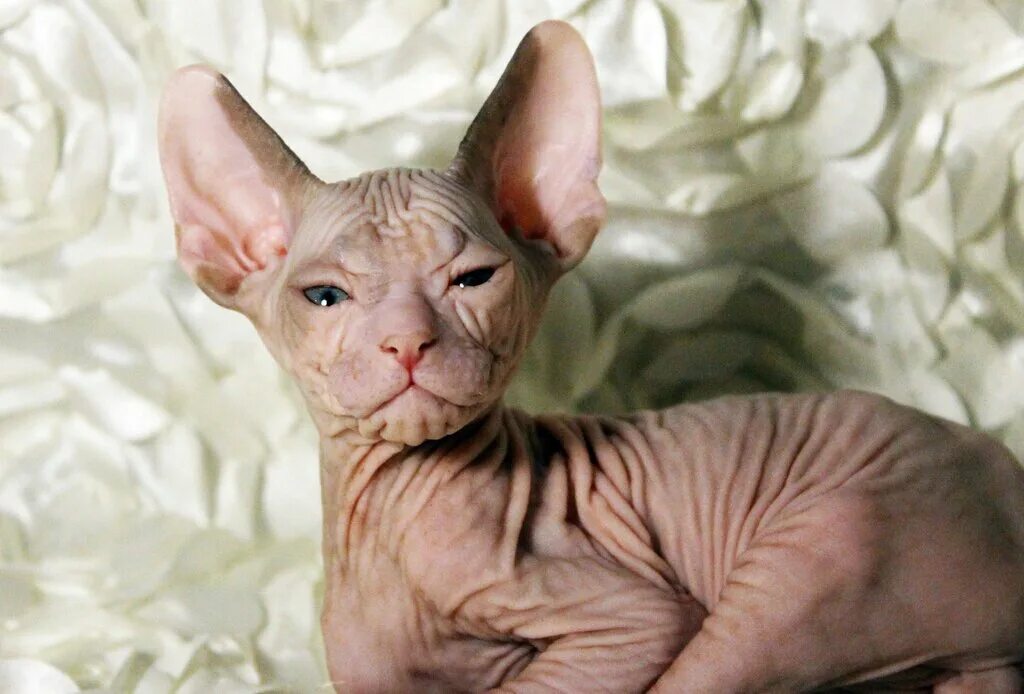 сфинкс бамбино лиловый. питомник кошек питомник канадских сфинксов candy cat. котята бамбино эльф. питомник котят сфинкс. донской сфинкс с усами.