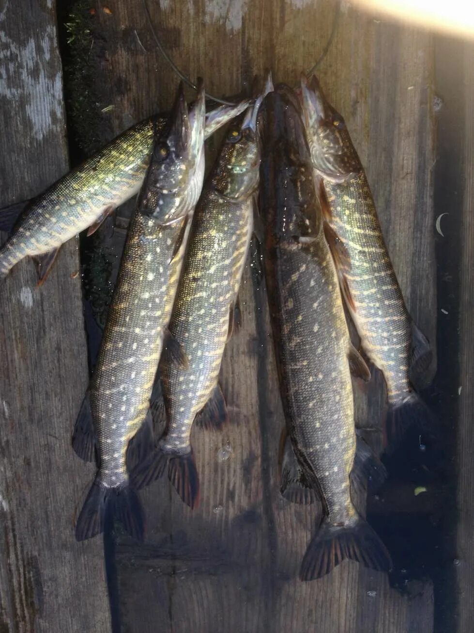 Щука купить цена. Щука продается. Озеро Валдай рыбалка. База отдыха Валдай рыбалка на озере. Объявления продаётся щука.
