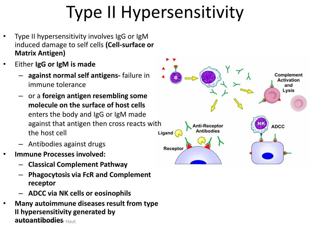 Type i type ii. Type II hypersensitivity Reaction. Type 1 hypersensitivity. Type 3 hypersensitivity. Types of hypersensitivity.