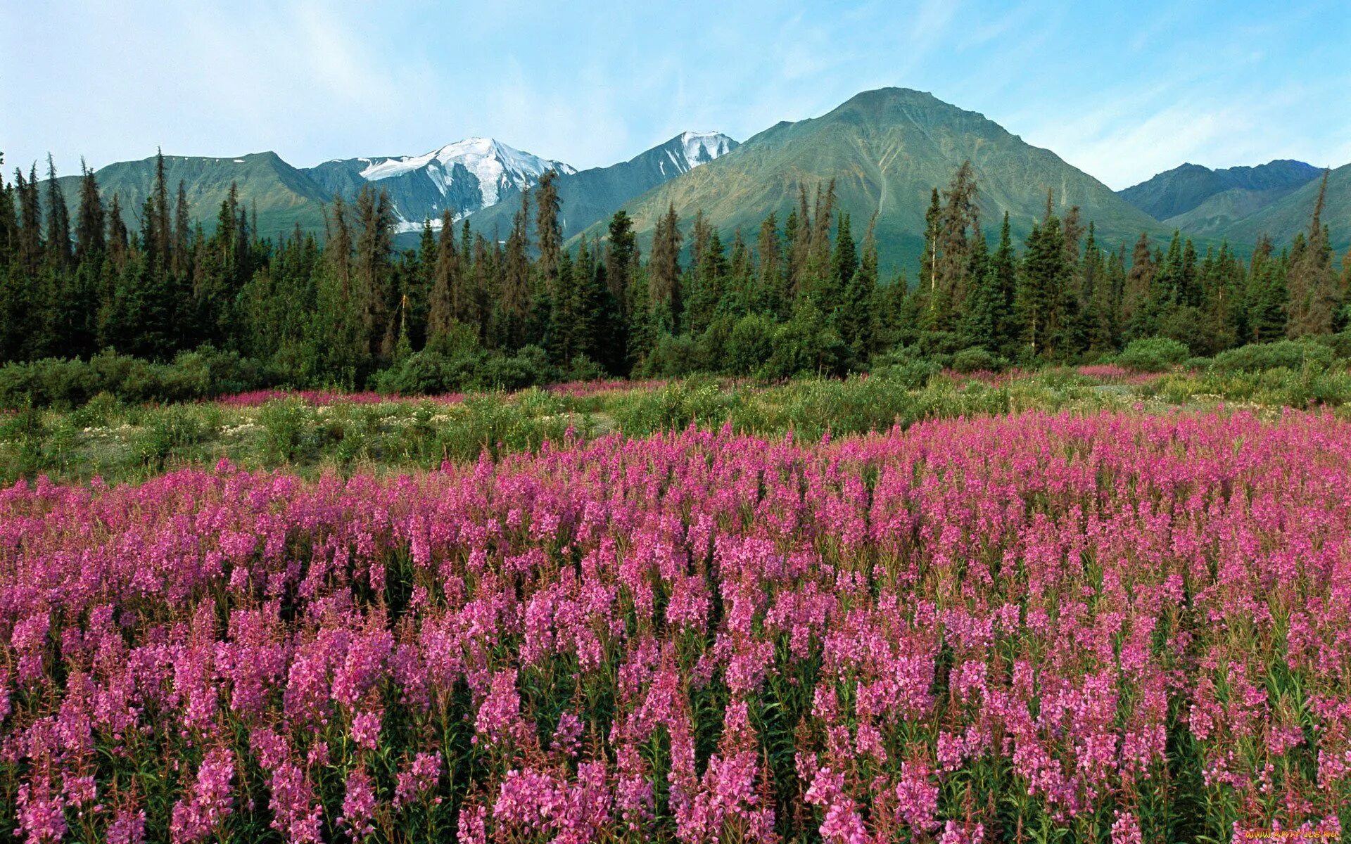 Flora of russia