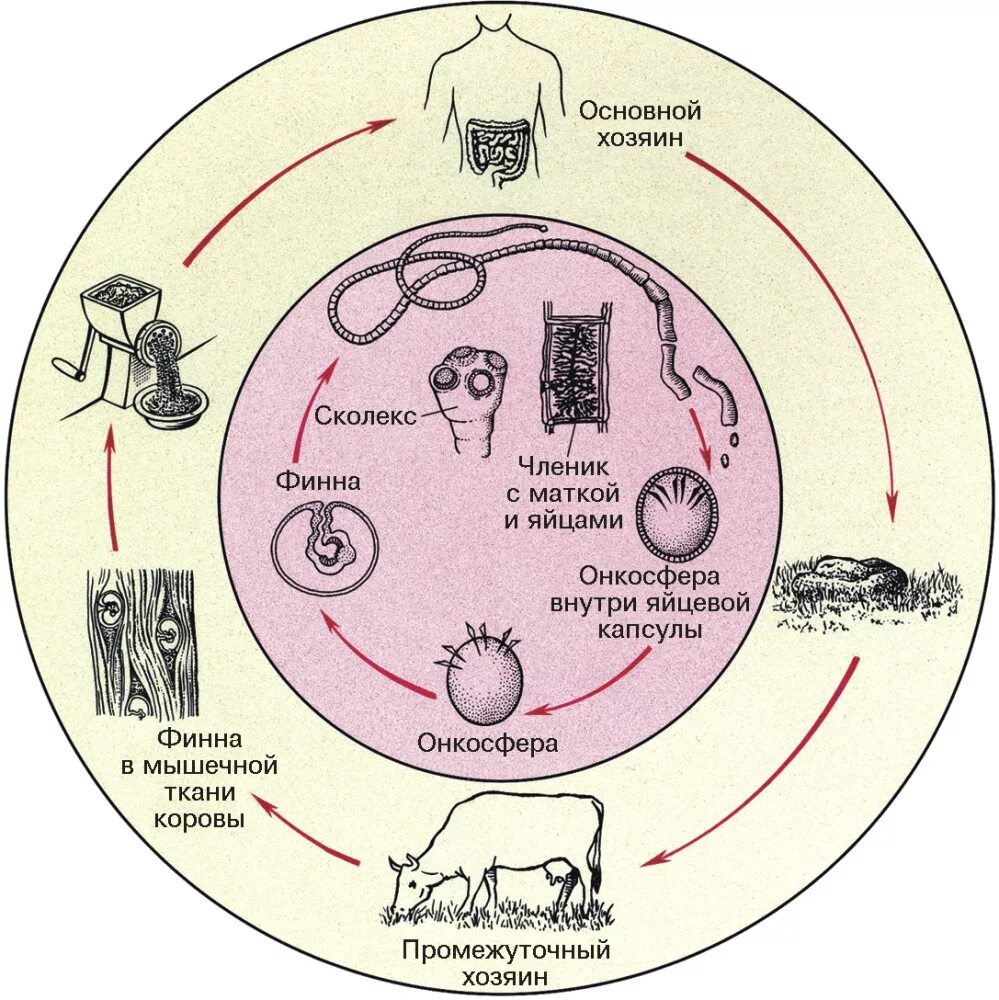 Стадии развития цепня. Цикл размножения бычьего цепня. Жизненный цикл бычьего цепня. Цикл развития бычьего цепня. Бычий цепень цикл развития.