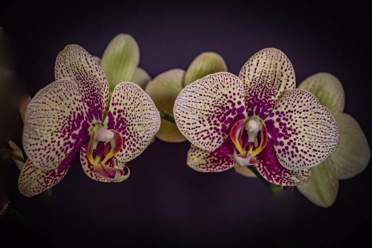 Фаленопсис определить сорт. Орхидея фаленопсис. орхидея phalaenopsis. орхидея phalaenopsis cleopatra. орхидея ambiance phalaenopsis.