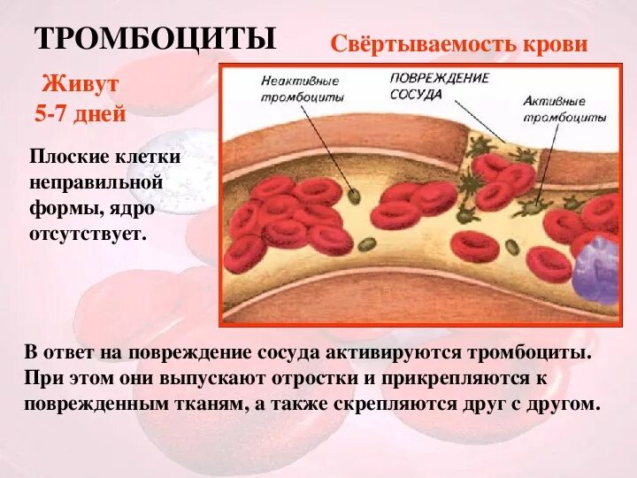 Свертываемость крови биология 8 класс. Тромбоциты схема свертывания крови. Тромбоциты свертывание крови. Тромбоциты в крови фаза свертывание.