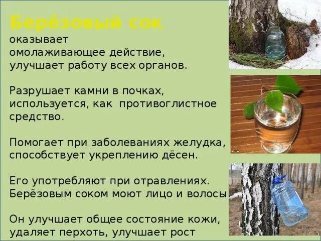 Какими свойствами обладает березовый сок