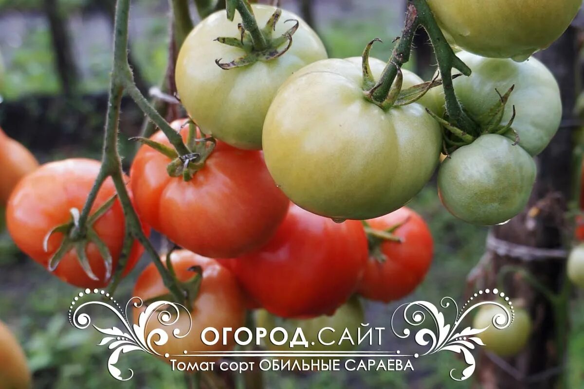 Томат мохнатый кейт. Томат изобильный f1 гавриш. Томат изобильный f1 гавриш. Томат изобильный фото характеристика. Томат обильные сараева.