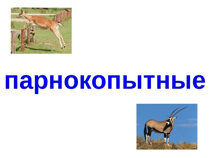 Презентация парнокопытные. Парнокопытные. Парнокопытные презентация. Презентация на тему парнокопытные. Отряд парнокопытные жвачные.