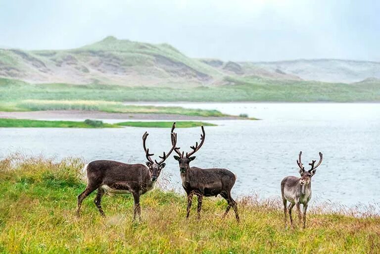 Олень в море. Мурманск Лапландский заповедник. Лапландский заповедник Кольский полуостров. Дикий Северный олень Лапландский заповедник. Лапландский заповедник олени.