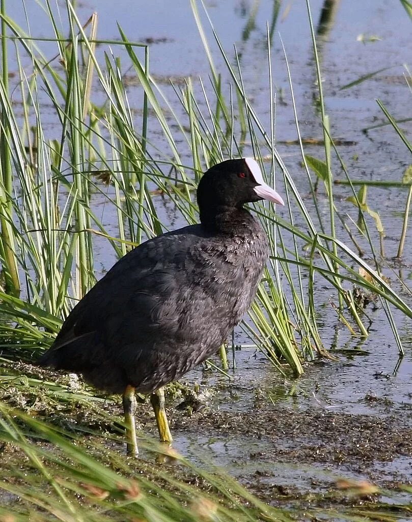 Лысуха (Fulica atra). Гагара лысуха. Лысуха хохлатая. Болотная Курочка лысуха.