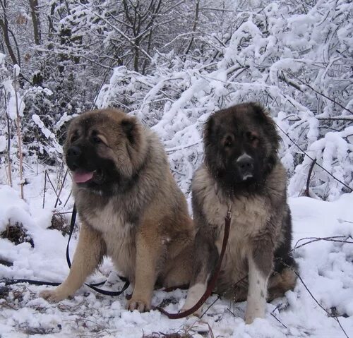 смешной азербайджанец. настоящие кавказцы. цитаты кавказцев. демотиваторы про чурок. кавказцы демотиваторы.