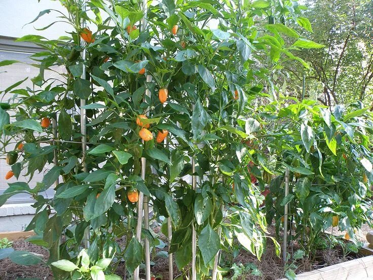 Купить семена Перец сладкий Sweet pepper Joelenes Red Italian в Москве: доставка