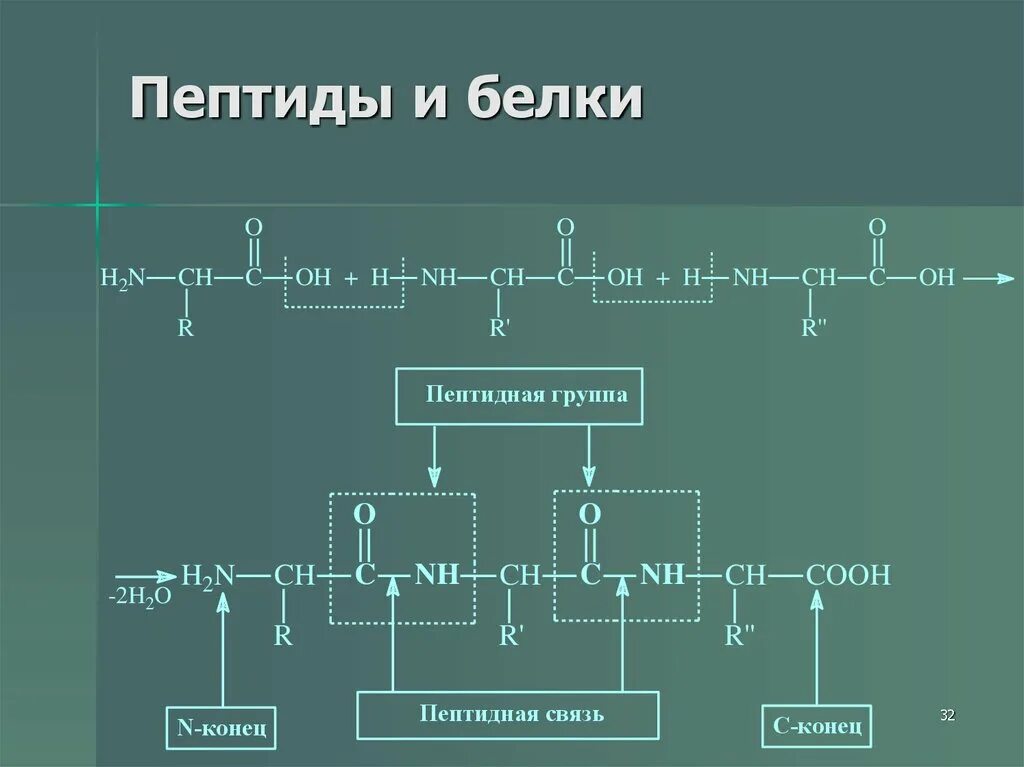 Полипептид 7. Пептиды. Пептиды и белки. Пептиды это. Понятие о пептидах.