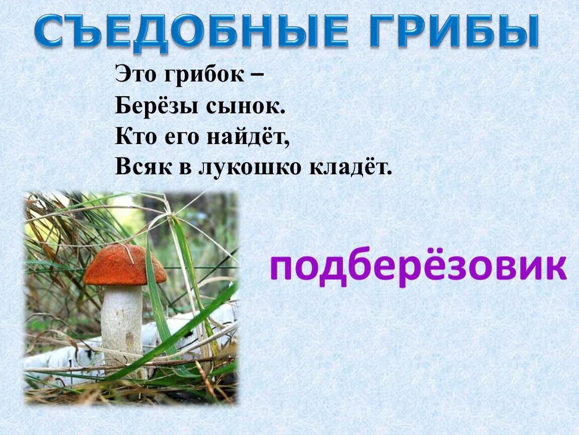 Береза и подберезовик однокоренные. Грибок на березе. загадка про подберезовик. загадка про подберезовик для детей. стих про подберезовик.