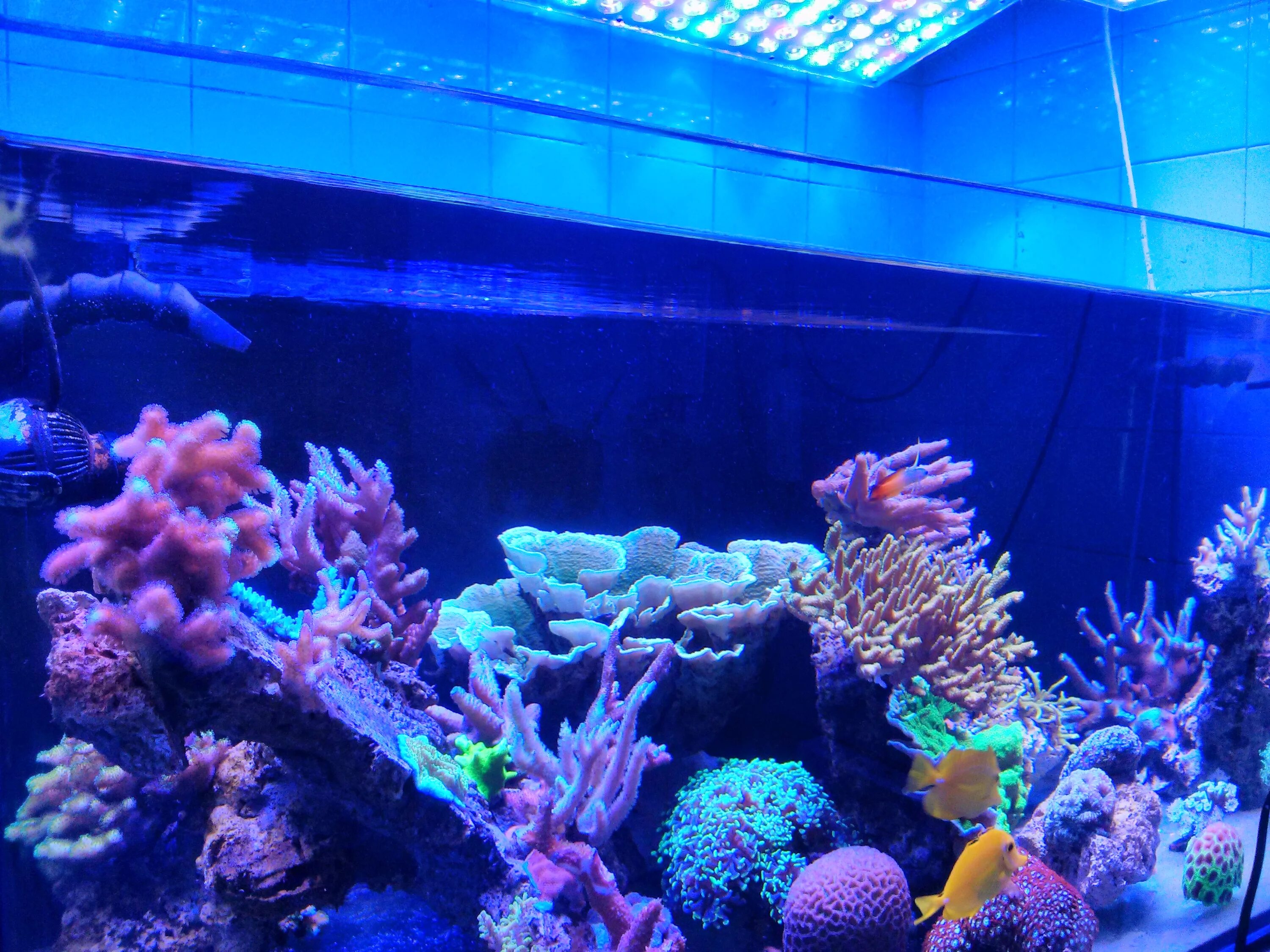 Marine aquarium. Самые красивые аквариумы. Аквариум в голубых тонах. Аквариум с неоновой подсветкой. Аквариум в синих тонах.