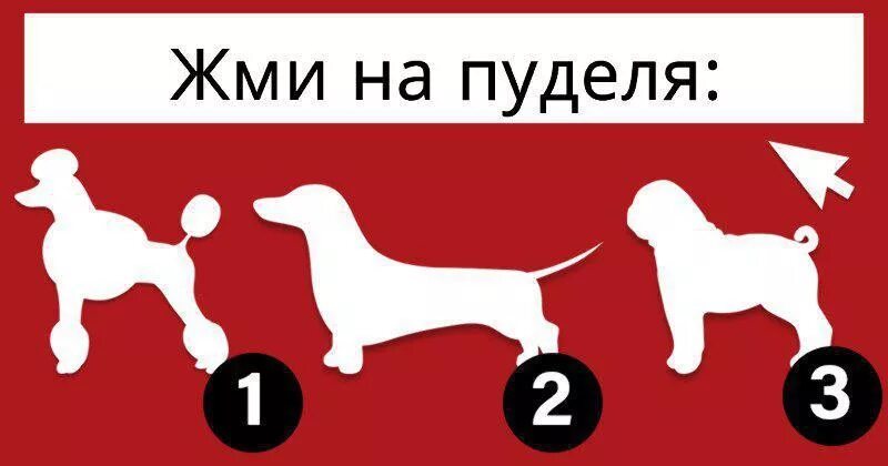 Тест на знание собак. Тест на знание пород собак. Тест на собачника. Тест на породу собаки. Тест на знание собак сложный.