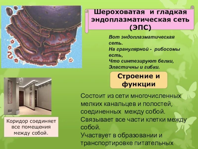 Шероховатая эпс участвует в синтезе. Гранулярная ЭПС функции. Шероховатая эндоплазматическая мембрана. Шероховатая эндоплазматическая сеть. Эндоплазматический ретикулум растительной клетки.