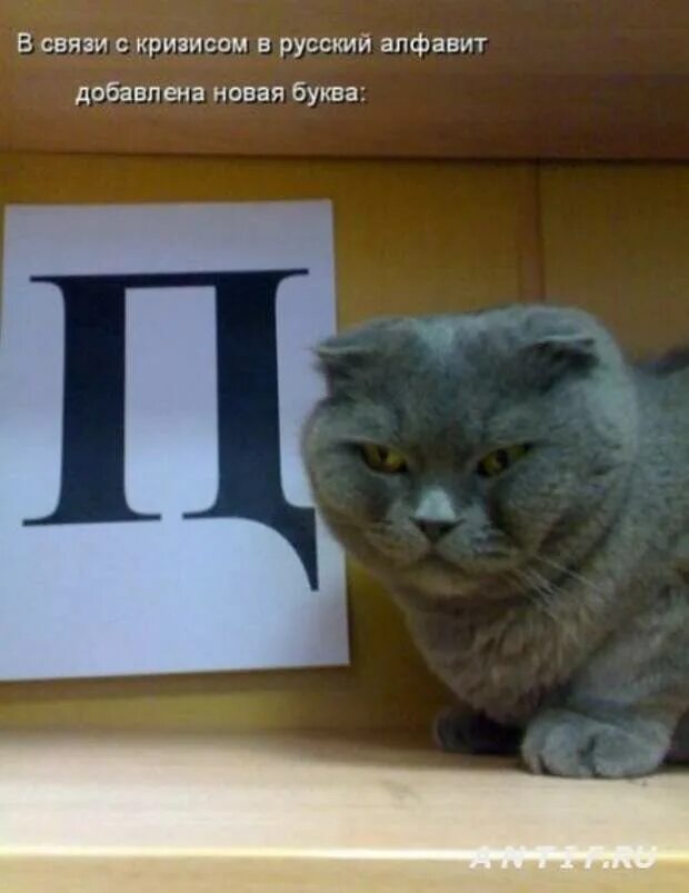 Смешные котики с надписями. Фотки без матов. Смешные мемы с котами. Смешные фото с надписями. Фотки без матов.